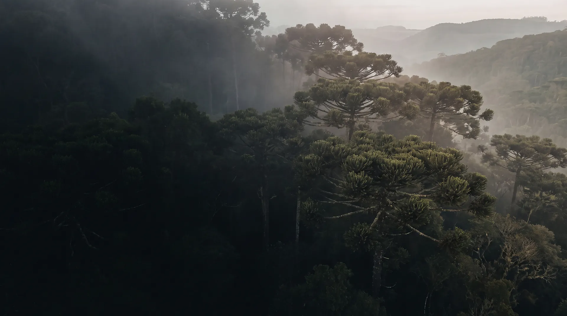 Copas de araucárias emergindo da neblina ao amanhecer, no Paraná